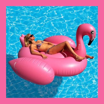 flamingo